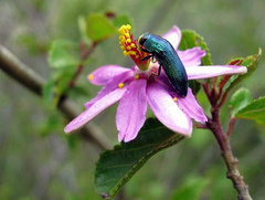 Paracmaeodera