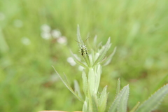 Brachycoleus decolor