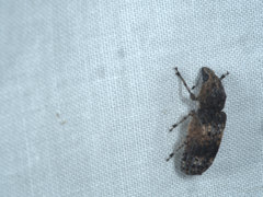 Dendropemon subfasciatus