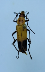 Chauliognathus discus