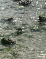 Calidris maritima