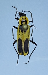 Chauliognathus scutellaris