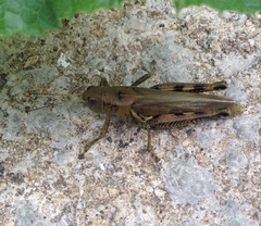 Melanoplus differentialis