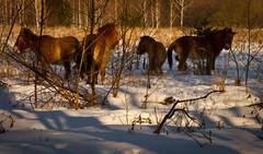 Equus ferus przewalskii