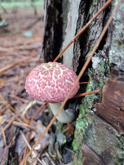 Boletellus ananas image
