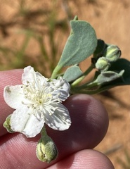 Tribulocarpus dimorphanthus image