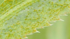 Puccinia sii-falcariae