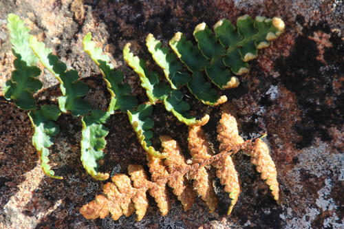 Asplenium cordatum (Asplenium cordatum)