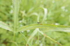 Puccinia sii-falcariae