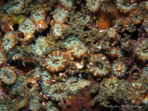 Hidden Cup Coral