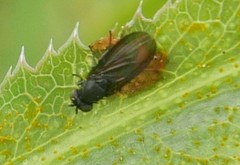 Cnemacantha muscaria