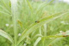 Cnemacantha muscaria