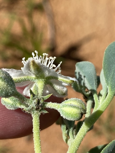 Tribulocarpus dimorphanthus image