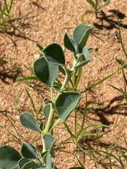 Tribulocarpus dimorphanthus image