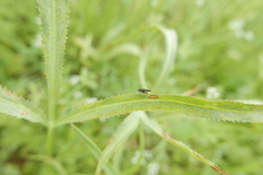 Cnemacantha muscaria