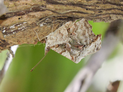 Myscelia cyaniris cyaniris