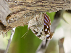 Myscelia cyaniris cyaniris