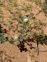 Tribulocarpus dimorphanthus image