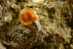 Mediterranea polygyra