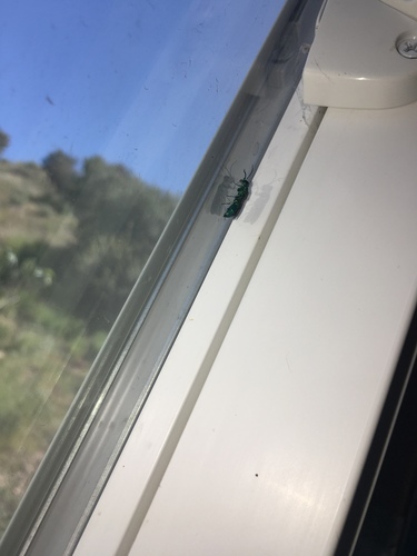 Chrysididae