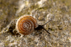 Falkneria camerani