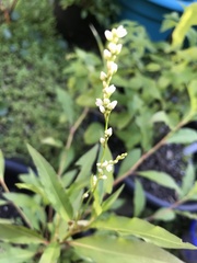 Persicaria