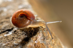 Drepanostoma nautiliforme