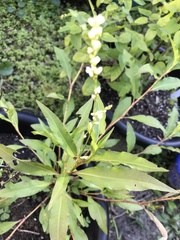 Persicaria