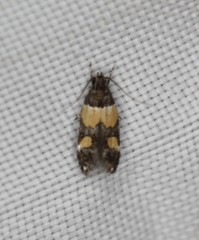 Triclonella determinatella