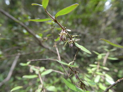 Coprosma linariifolia