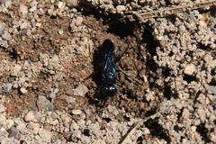 Dryudella caerulea
