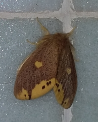 Euproctis quadrangularis