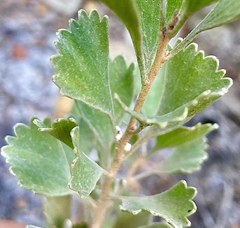 Adenanthos cuneatus
