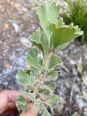 Adenanthos cuneatus