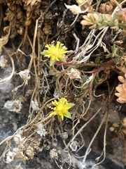 Ivesia jaegeri