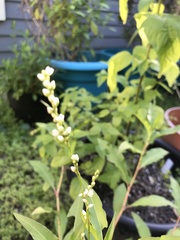 Persicaria