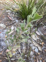 Adenanthos cuneatus