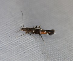 Cosmopterix gemmiferella