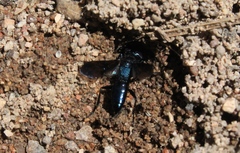 Dryudella caerulea