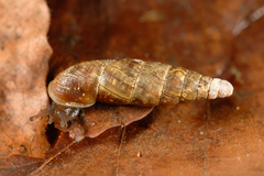 Charpentieria dyodon