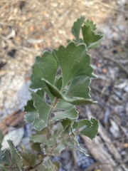 Adenanthos cuneatus