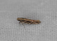 Aristotelia rubidella