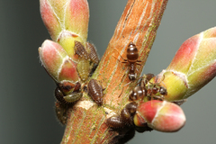 Periphyllus testudinaceus