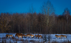 Equus ferus przewalskii