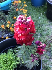 Antirrhinum majus