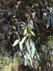 Eucalyptus rudis