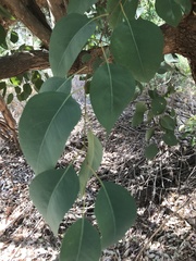 Eucalyptus rudis