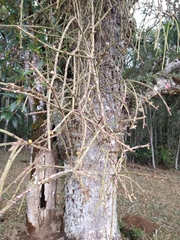Rhipsalis floccosa