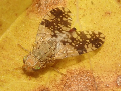 Tephritis conura