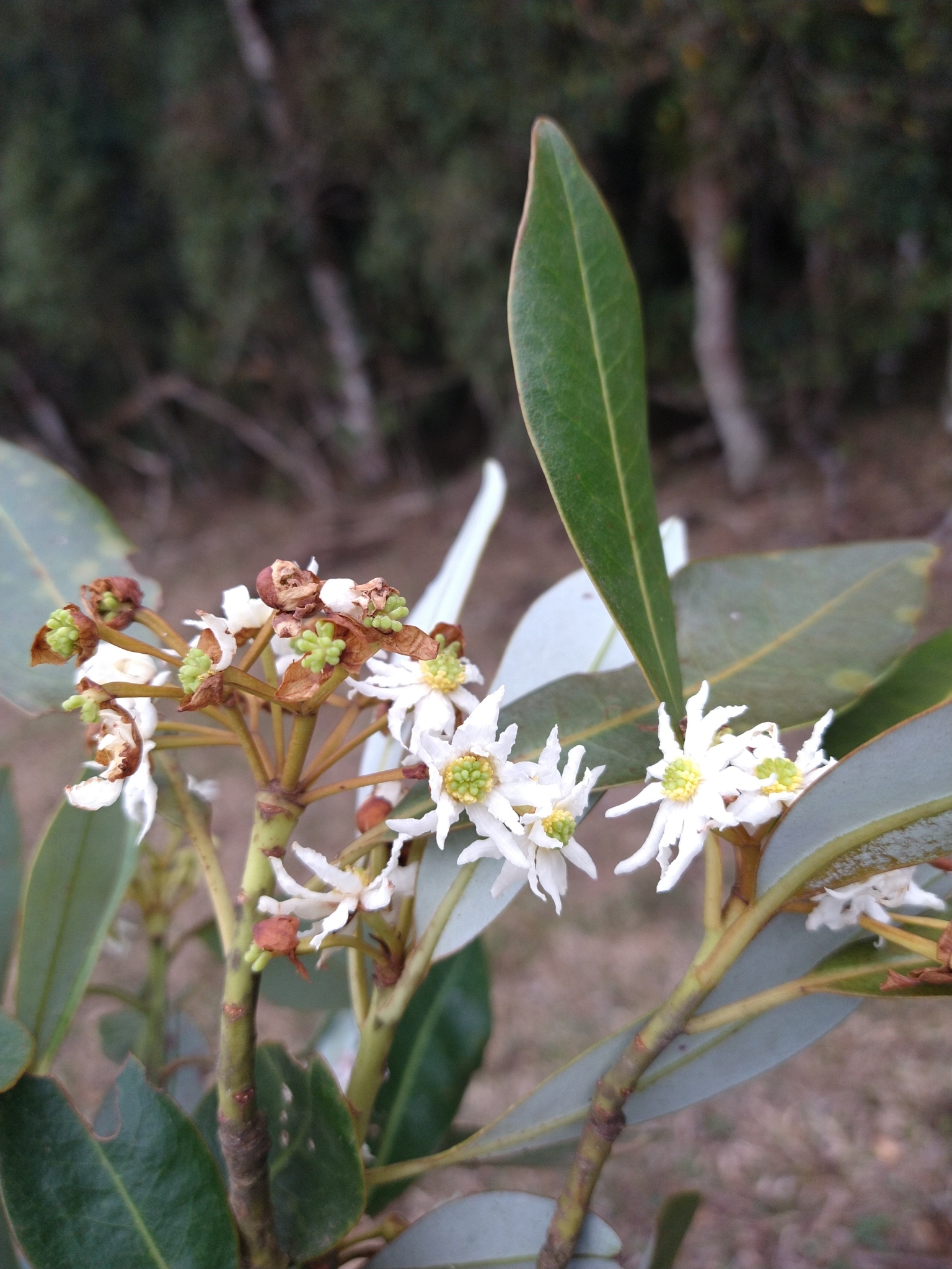 Drimys brasiliensis